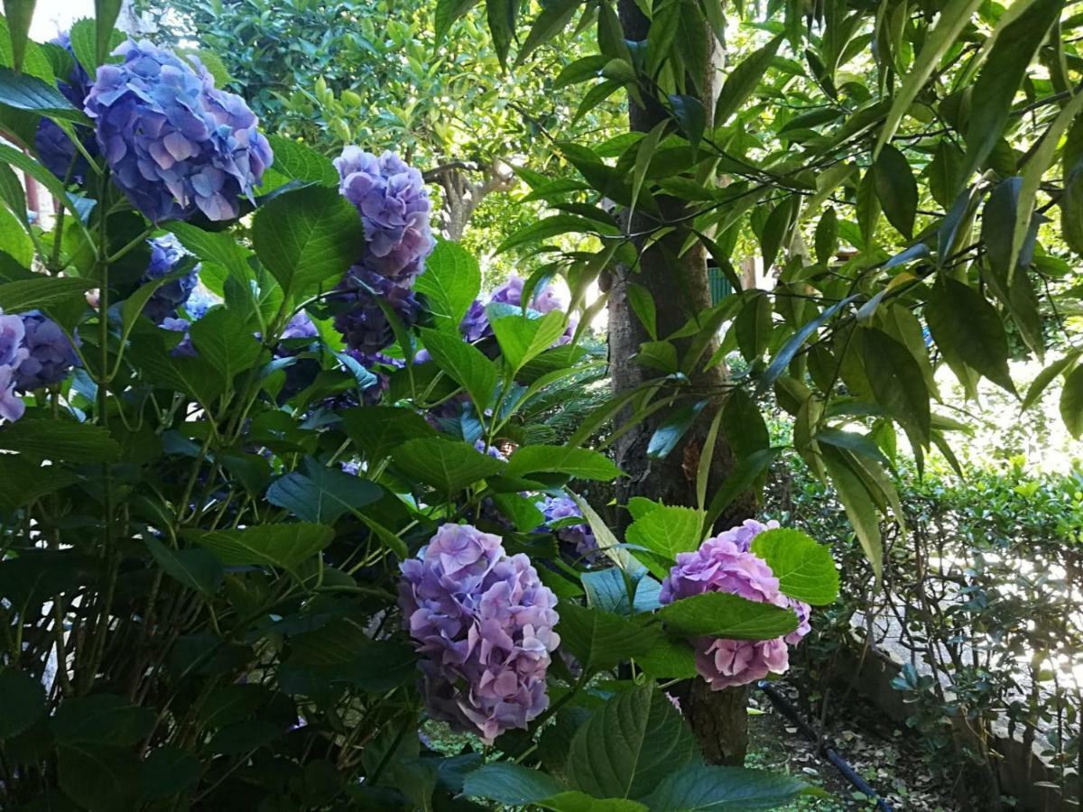 Il Giardino degli Agrumi Caserta Esterno foto